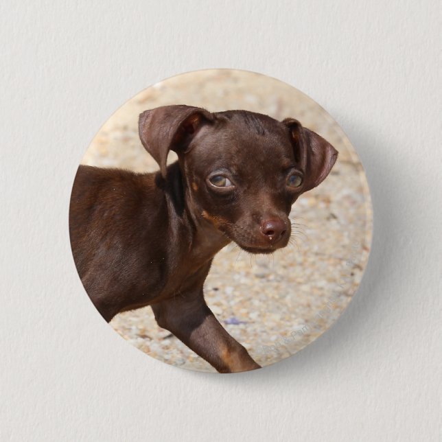 Chihuahua Puppy Walking Button (Front)
