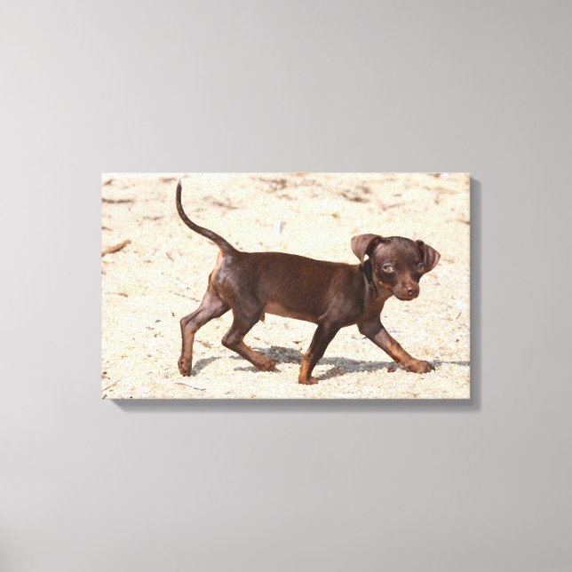 Chihuahua Puppy Walking Canvas Print (Front)