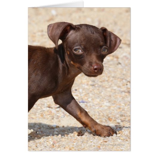 Chihuahua Puppy Walking Cards (Front)