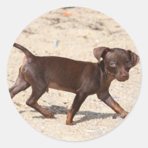 Chihuahua Puppy Walking Classic Round Sticker