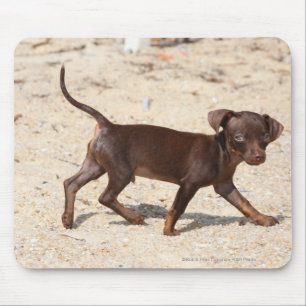 Chihuahua Puppy Walking Mouse Pad