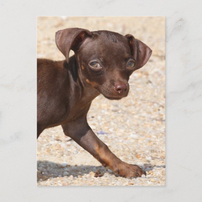Chihuahua Puppy Walking Postcard (Front)