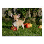 Chihuahua Puppy with Apples (Front Horizontal)