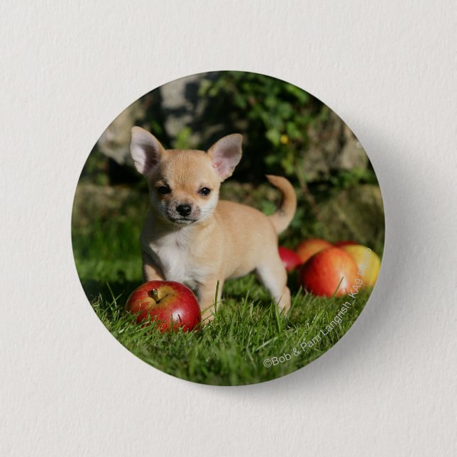 Chihuahua Puppy with Apples Button (Front)