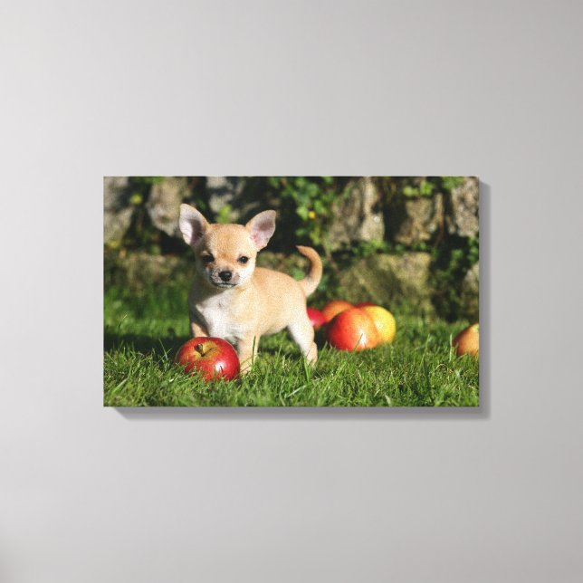 Chihuahua Puppy with Apples Canvas Print (Front)