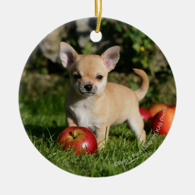 Chihuahua Puppy with Apples Ceramic Ornament (Front)