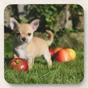 Chihuahua Puppy with Apples Drink Coaster