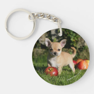 Chihuahua Puppy with Apples Keychain