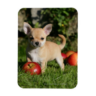 Chihuahua Puppy with Apples Magnet