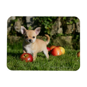 Chihuahua Puppy with Apples Magnet