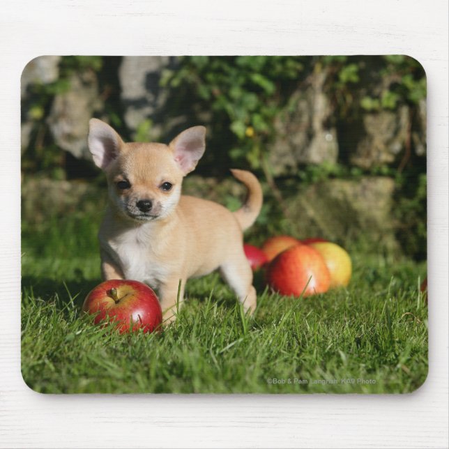 Chihuahua Puppy with Apples Mouse Pad (Front)