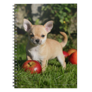 Chihuahua Puppy with Apples Notebook