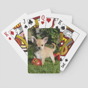Chihuahua Puppy with Apples Poker Cards