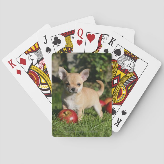 Chihuahua Puppy with Apples Poker Cards (Back)