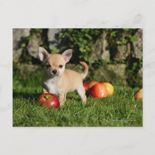 Chihuahua Puppy with Apples Postcard