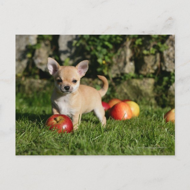 Chihuahua Puppy with Apples Postcard (Front)