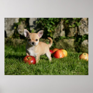Chihuahua Puppy with Apples Poster