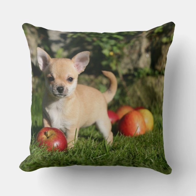 Chihuahua Puppy with Apples Throw Pillow (Front)