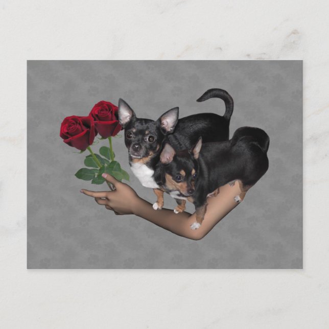 Chihuahua Roses Postcard (Front)