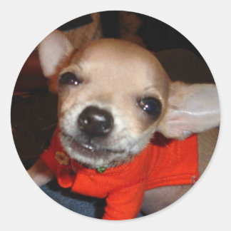 CHIHUAHUA SAY CHEESE! CLASSIC ROUND STICKER