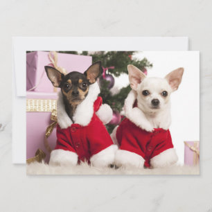 Chihuahua Sitting And Wearing A Christmas Suit Holiday Card