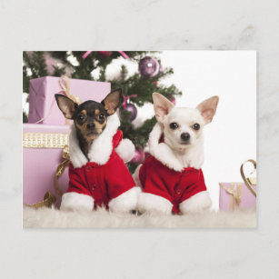 Chihuahua Sitting And Wearing A Christmas Suit Holiday Postcard