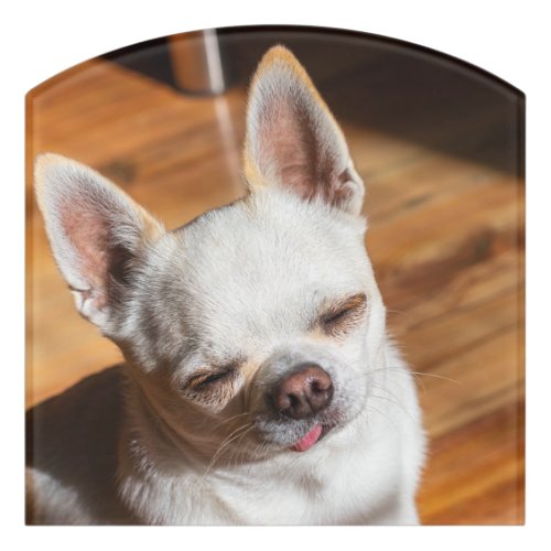 Chihuahua sleepy squint relaxed tongue out Photo Door Sign