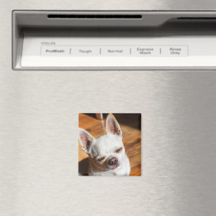 Chihuahua sleepy squint relaxed tongue out Photo Magnet