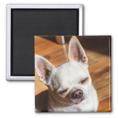 Chihuahua sleepy squint relaxed tongue out Photo Magnet