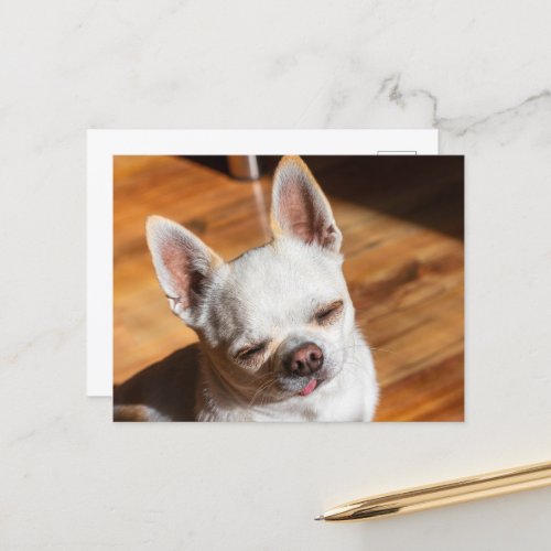 Chihuahua sleepy squint relaxed tongue out Photo Postcard
