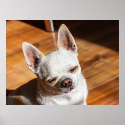 Chihuahua sleepy squint relaxed tongue out Photo Poster