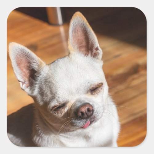 Chihuahua sleepy squint relaxed tongue out Photo Square Sticker