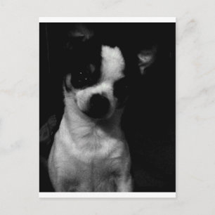 Chihuahua Small Dog Postcard