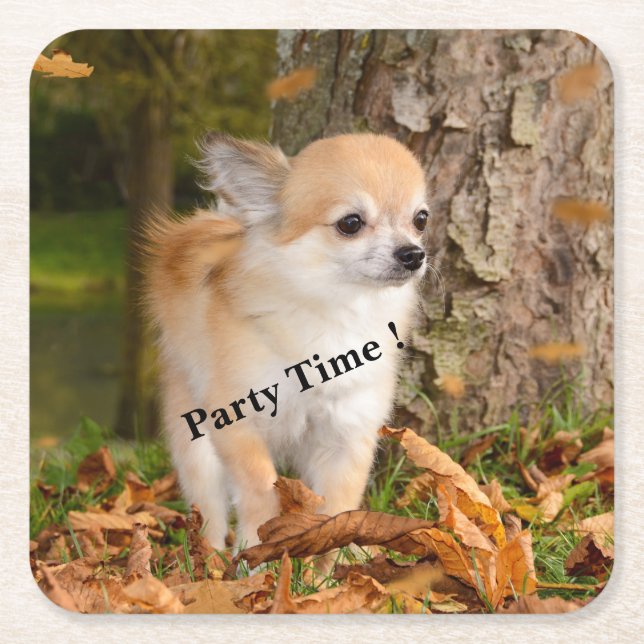 Chihuahua     square paper coaster (Front)