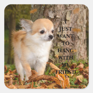 Chihuahua square sticker