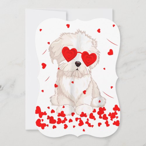 chihuahua valentines day 2023_ cute maltese dog l