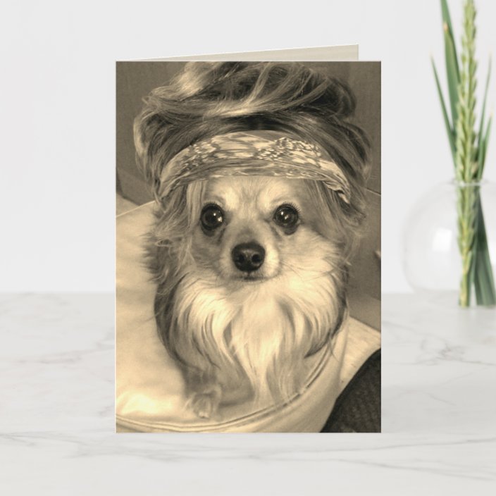 chihuahua with wig