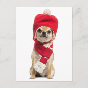 Chihuahua Wearing Christmas Hat And Scarf Holiday Postcard