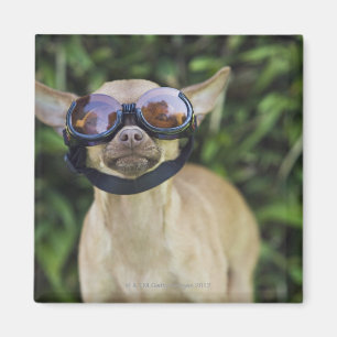 Chihuahua wearing goggles magnet