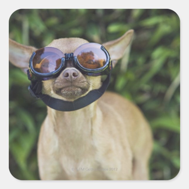 Chihuahua wearing goggles square sticker (Front)