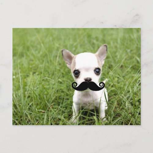 Chihuahua with Funny Mustache in Garden Postcard