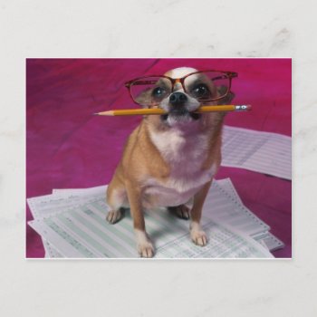 Chihuahua With Pencil Postcard by walkandbark at Zazzle