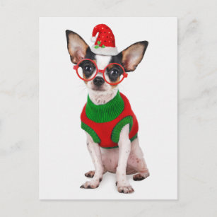 Chihuahua with Santa hat and glasses Holiday Postcard