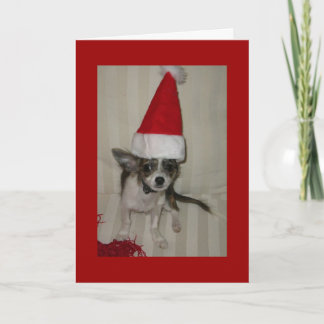 Chihuahua xmas Card