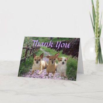 Chihuahua You Thank Card by normagolden at Zazzle