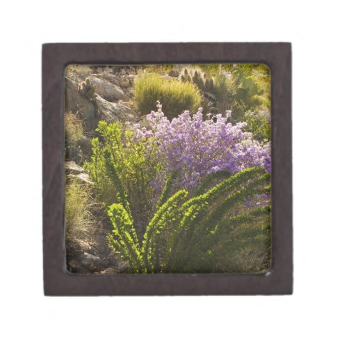 Chihuahuan desert plants in bloom gift box