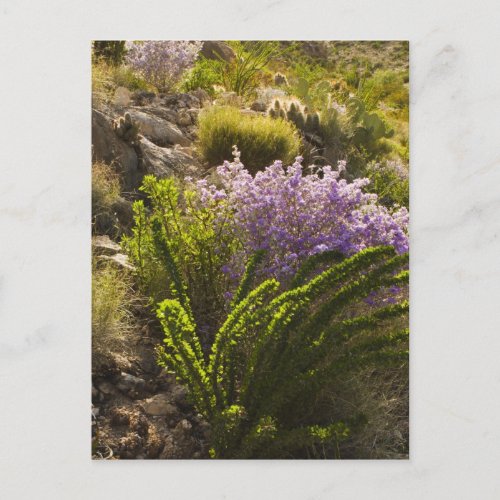 Chihuahuan desert plants in bloom postcard