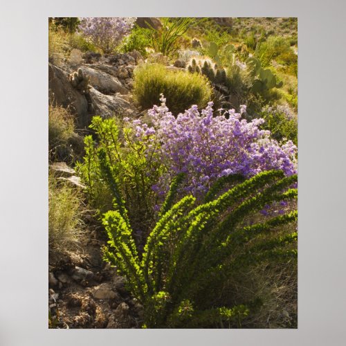 Chihuahuan desert plants in bloom poster