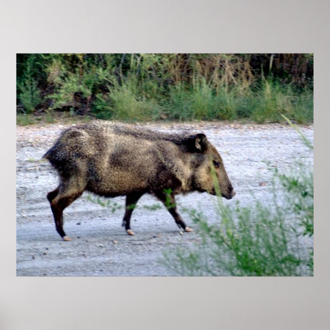 Chihuahuan Desert scene 10 javelina Poster (Front)