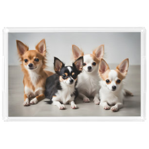 Chihuahuas Acrylic Tray